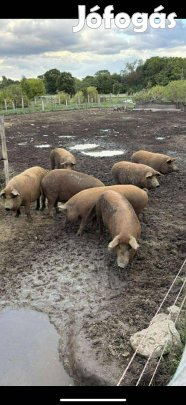 2 éves szabadtartású mangalicák eladók