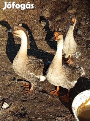 2 gúnár 1 tojó liba