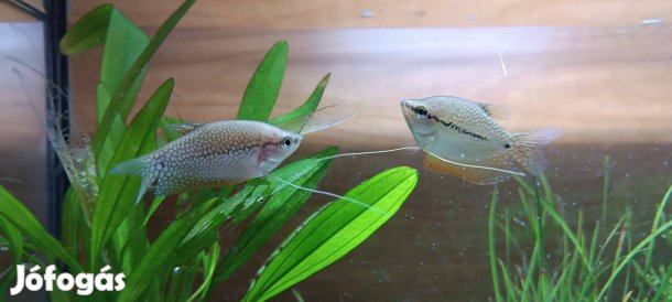 2 gyöngy gurámi eladó Veszprémben