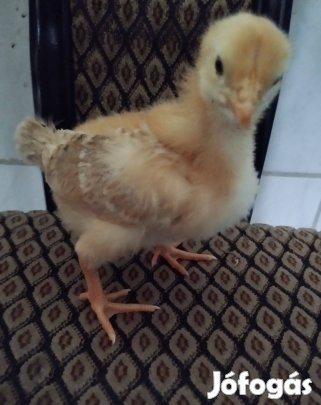 2 hetes csirkék eladók!