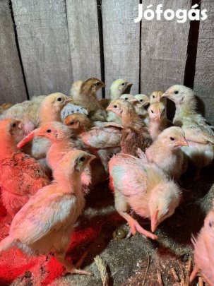 2 hetes csirkék eladok!