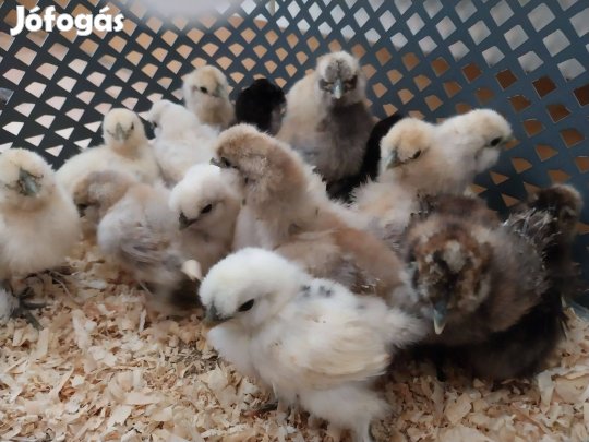 2 hetes selyemcsibék