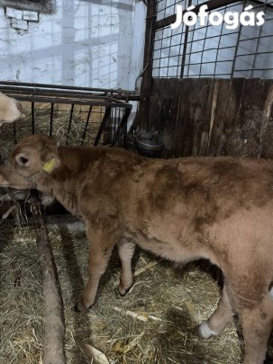 2 hónapos Bika eladó