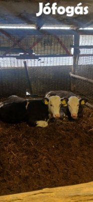 2 húshasznú bika kőltözne