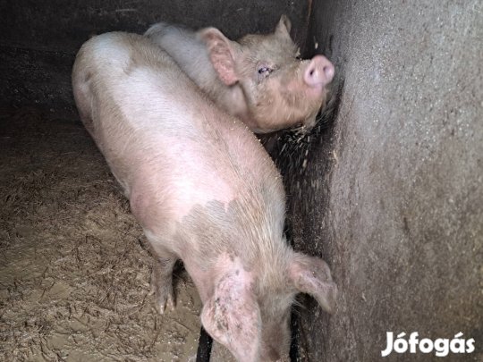 2 kb 150-160 kg-os hússertés eladó
