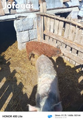 2 mangalica suldo