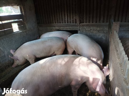 2db 250-280kg-os hízó 