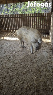 2db Szőke mangalica hízók