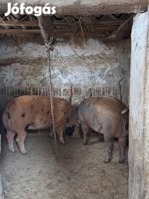 2db göbe hízó költözne