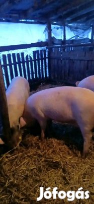 2db hízó kőltözne