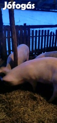 2db hízó kőltözne