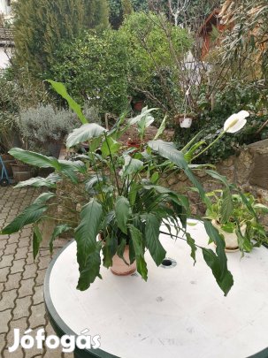 2db vitorlavirág + 1db futó virág