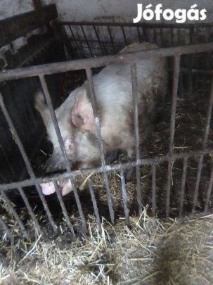 2éves kb250kg kan eladó cserélhető