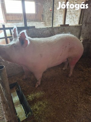 2x fialt koca eladó