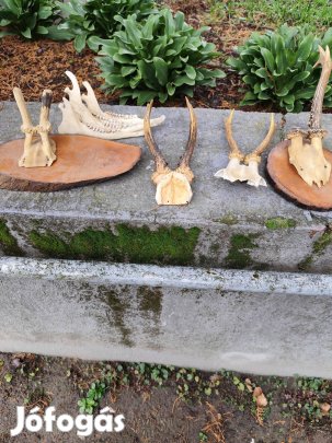3000 ft az összes!! Őz agancsok eladók!