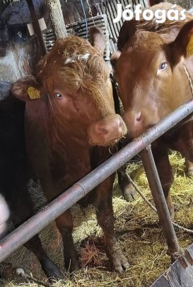 300 kg-os húshasznú üsző borjú, borjúk 