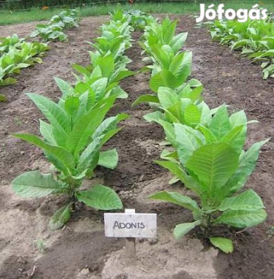 30+ db. Adonis Dohánymag Különlegesség (5343)