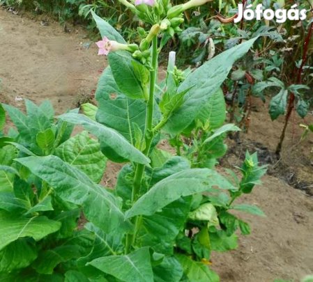 30+ db. Burley Jupiter Dohánymag Különlegesség (5341)