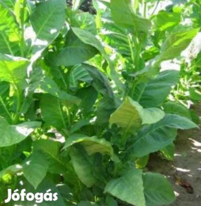 30+ db. Cuban Criollo 98  Dohánymag Különlegesség (5339)