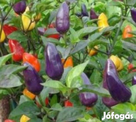 30 db Bolivian Rainbow (Multicolor) Chilimag (3318)