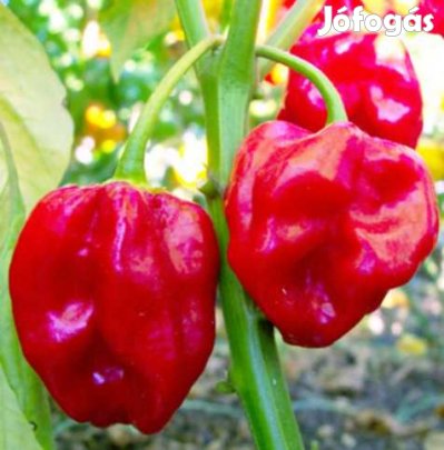 30 db Habanero Red  Chilimag  (3234)