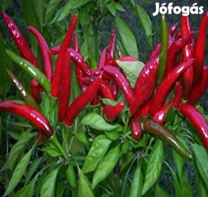 30 db Thai Dragon Chilimag  (3243)