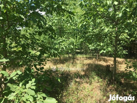 3111 m2-es gyümölcsös eladó Siófok Kiliti-szőlőhegyén
