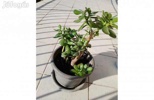 35 cm magas (Crassula ovata) majomfa