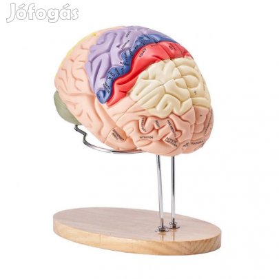 3D Emberi agy anatómiai modell  2× életnagyságú, 4 részes,