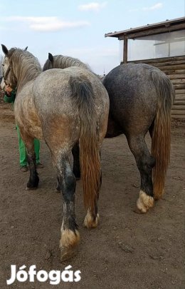 3-4 éves hidegvérű tesvér pár eladó!