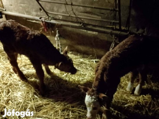 3-4 hetes üszőborjúk eladók, Hajdúszoboszlón