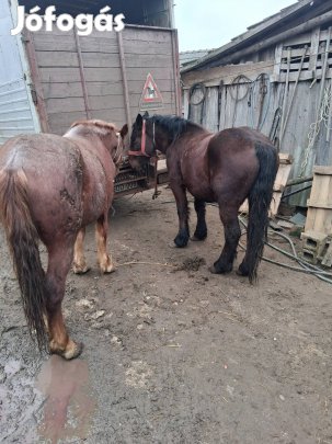 3. éves sodrot csikok eladok