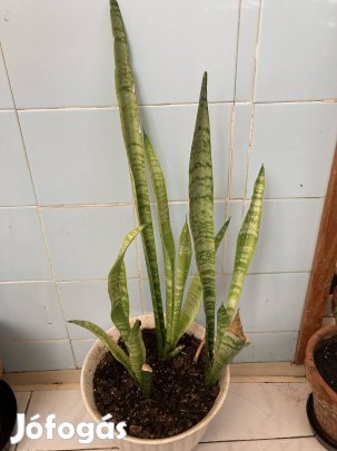 3-as számú fejlett anyósnyelv szobanövény