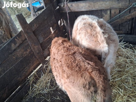 3 bika,1 üsző eladó 