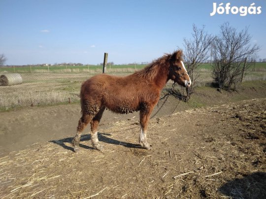 3 csikó költözne  más helyre