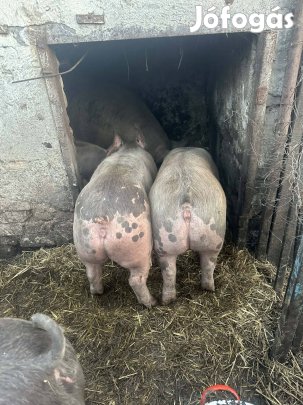 3 db 70 kg süldők eladóak!