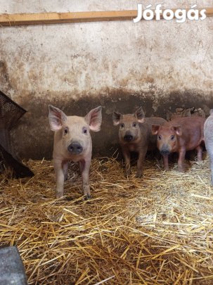 3 db 9 hetes malac eladó 
