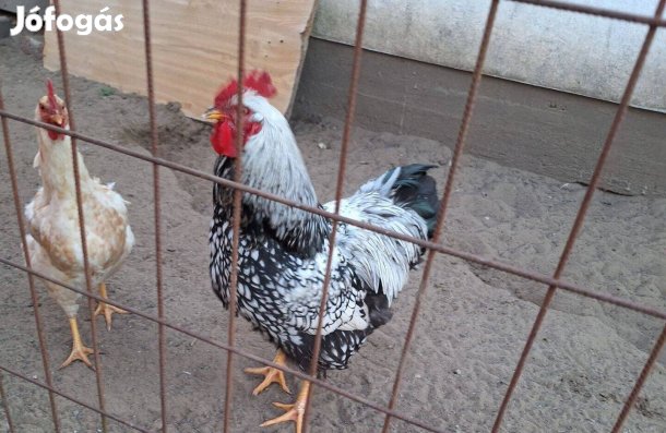 3 db Wyandotten 1 éves kakas Debrecenben eladó. 7000 Ft/db