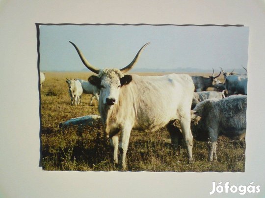 3 db. Magyar szürke gulya és még két darab - régi képeslap