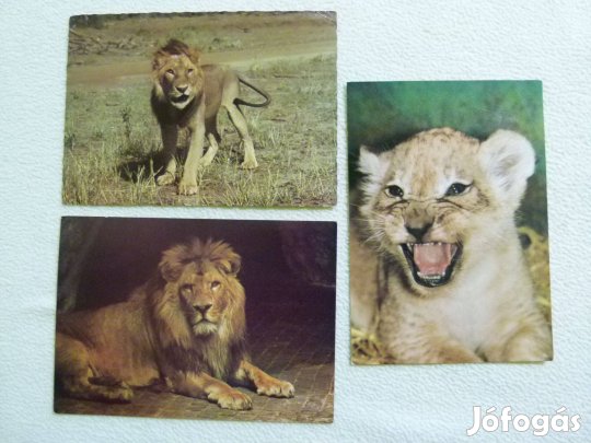 3 db. oroszlános képeslap
