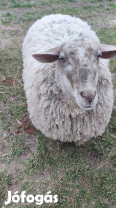 3 db anyabirka eladó. 