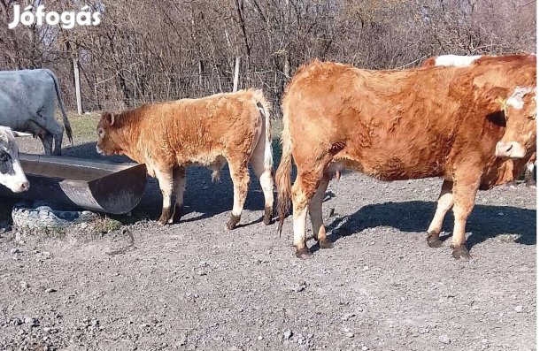 3 db hústípusú bikaborjú