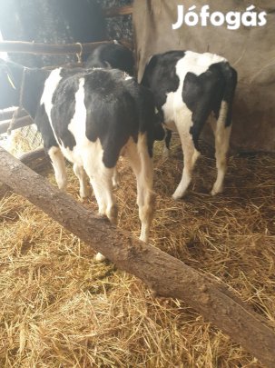 3 db kb.180 .kilós választási bika eladó. 