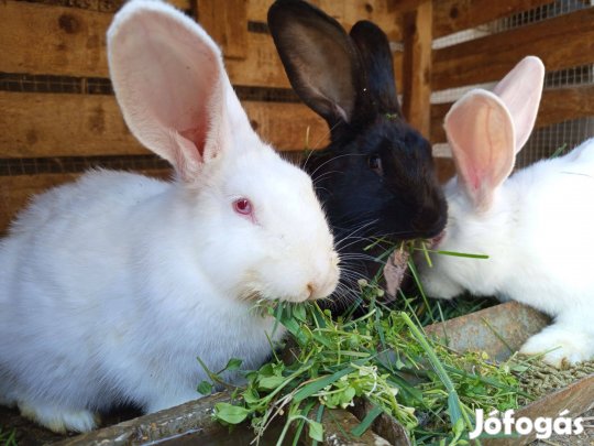 3 db nyúl eladó