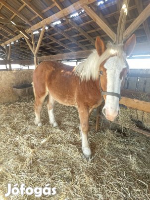 3 db őshonos hidegvérű kancacsiko eladó 