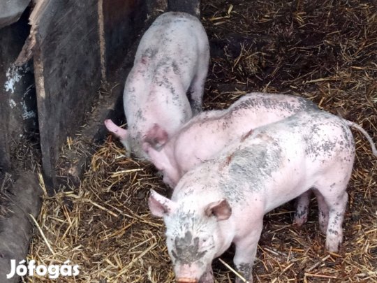 3 db választási malac eladó