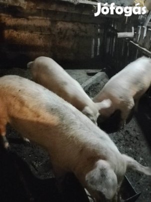 3 eb közép súlyú hízó eladó