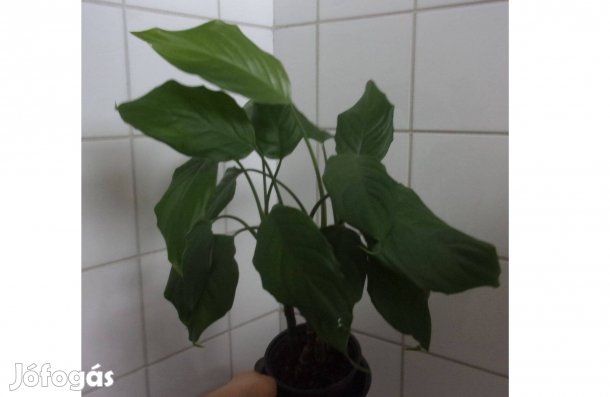 3 és 6 töves rákvirág Újpest központ közelében