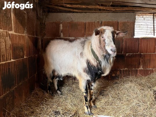 3 éves Bak kecske eladó