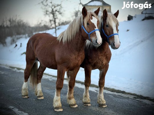 3 éves Magyar Hidegvérű csődör csikók